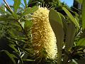 Banksia, University of New England DSC00487